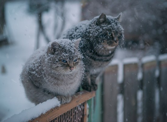 Фото Зима Снег